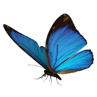 🦋