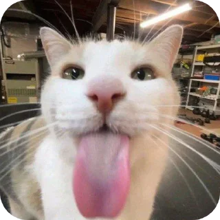 🐱