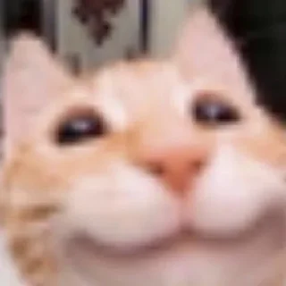 😼