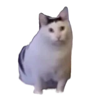 🐱