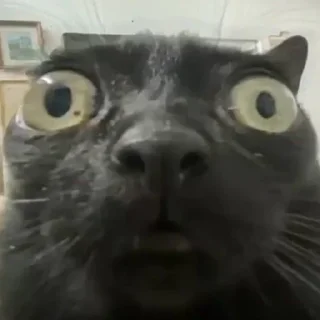 🐱