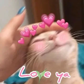 🐈