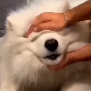 🤩