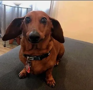 🥺