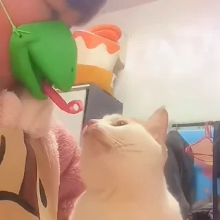 🐈