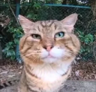 😸