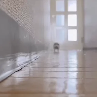 🦔