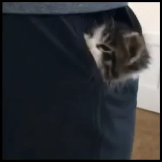 🐈