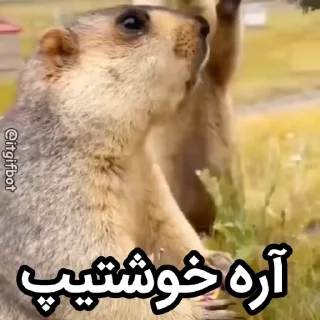 🦫