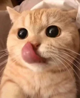 👅