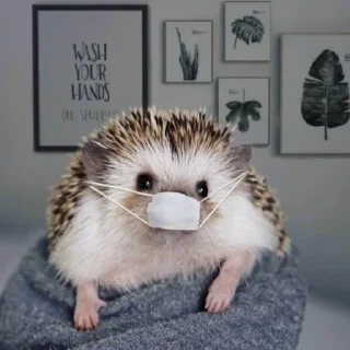 🐾