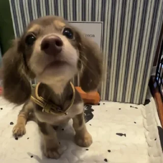 🐾