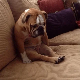 🐕