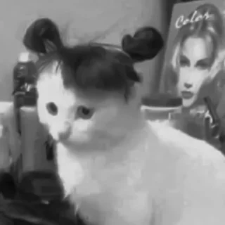 🐈‍⬛️