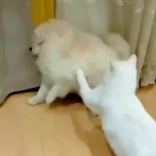 🐈