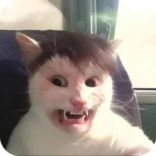 🐱