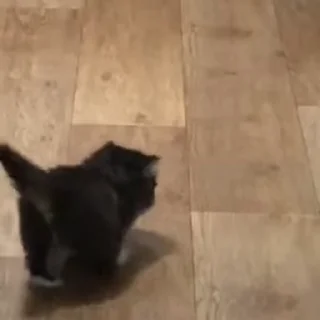 🐱
