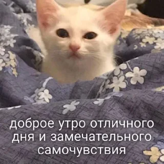 мы @emojipipka @loveirony