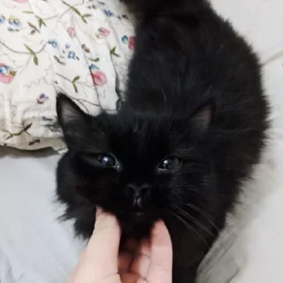 😺