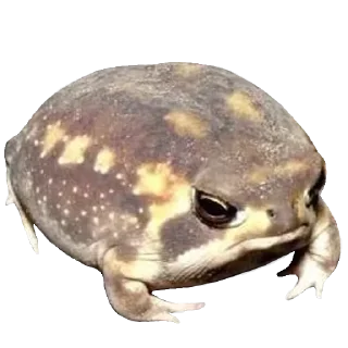 🐸
