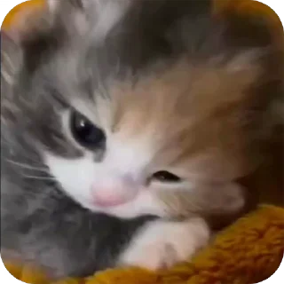 🥺