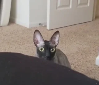 🦇