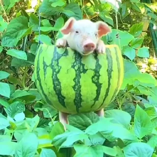 🐽