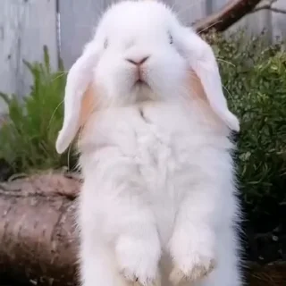 🤩