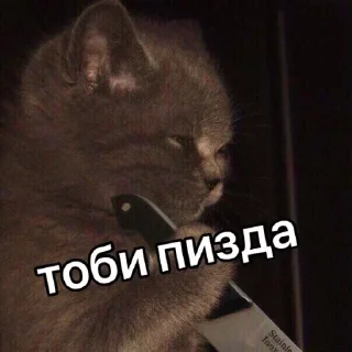 🐈