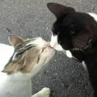 🐈
