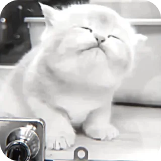 🌟