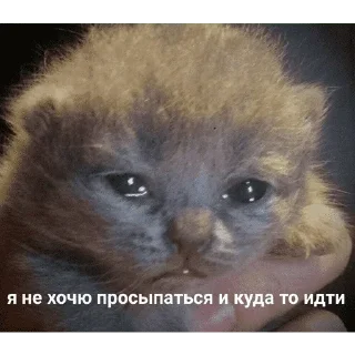 😺