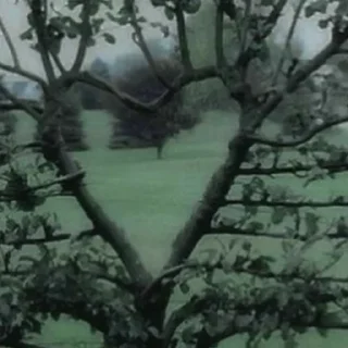 🌳