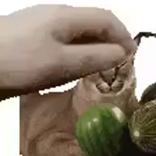 😺