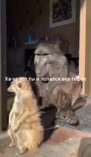 🌟