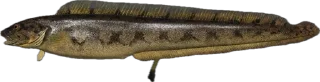 🎣