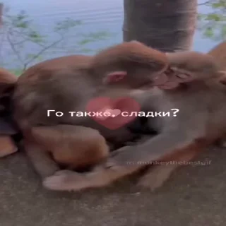 🐵