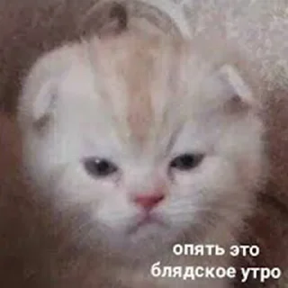 🐶
