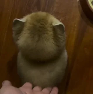 🐱