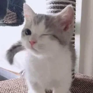 😼