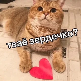 🐈