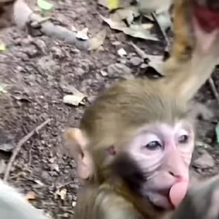 🙉