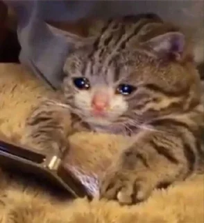 😿
