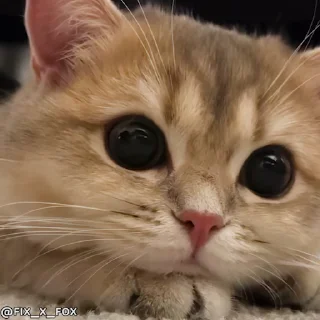 Cats @fixfox