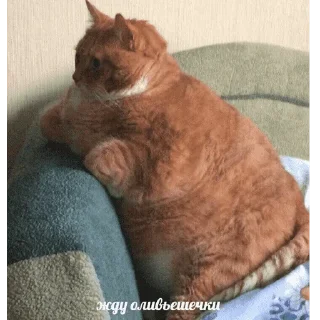 😺