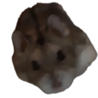 🐱
