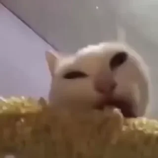 🤩