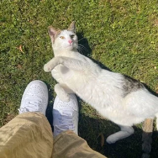 🤩