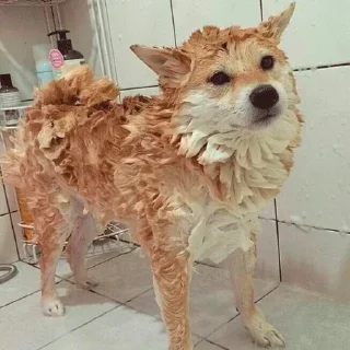 🐶