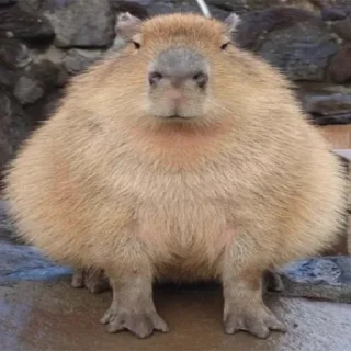 🐸